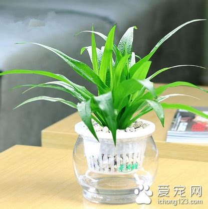 水培植物風水